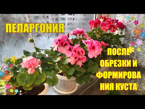Видео: Как обрастает пеларгония после формирования и обрезки куста