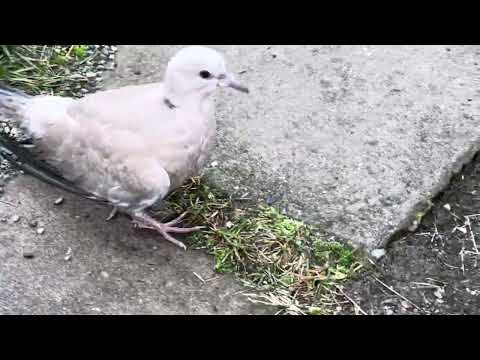 Видео: 5 листопада 2025 р.