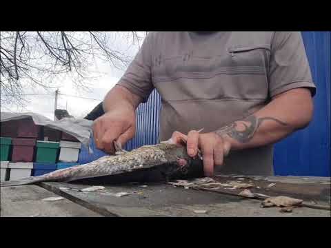 Видео: Работа скинера У 11 по рыбе