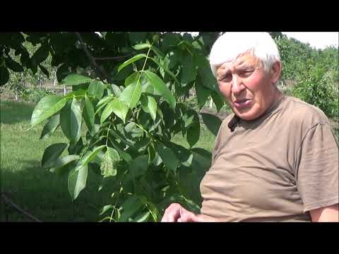 Видео: ПОВТОРЕНИЕ  Клещи, болезни и вредители. Эффект обработки АЛЬЕТТом против бактериального ожога.