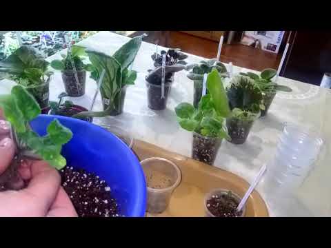 Видео: Когда пора отсаживать детки от материнского листа? Интересные моменты укоренения