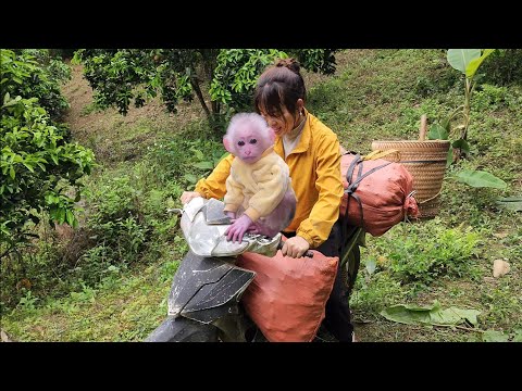 Видео: Супер милый Бубу едет на мотоцикле с Ваном в гору собирать имбирь