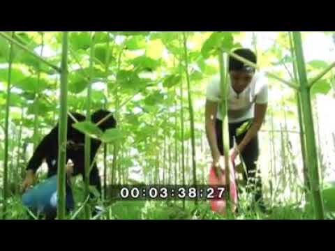 Видео: Павловния Z07  сорт марозостойкий 33 ГРАДУСА