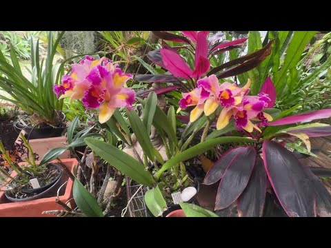 Видео: C. Maxima, Hybrid C. Aussie Sunset. Весенние Орхидеи. SPRING ORCHIDS