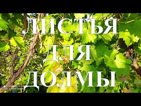 Видео: 3 ПРОСТЫХ СПОСОБА.ЗАГОТАВЛИВАЕМ ЛИСТЬЯ ДЛЯ ДОЛМЫ #44