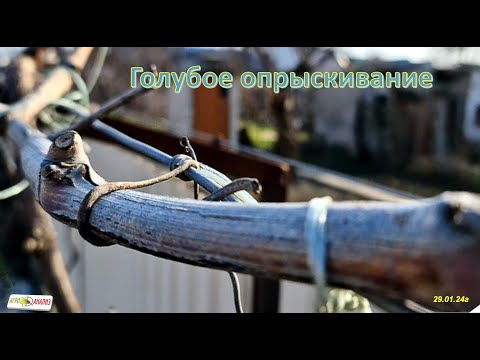Видео: Голубое опрыскивание