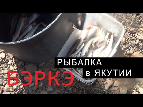 Видео: РЫБАЛКА в ЯКУТИИ. ЛЕНКИ, ТАЙМЕНЬ.