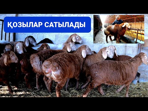 Видео: ГИССАР-АРАШАН 💥 СИМБАНЫҢ ҚОЗЫЛАР САТЫЛАДЫ / +7 778 829 48 88 / САНЫНАН САПАҒА 👍👍👍