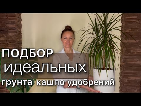 Видео: ПЕРЕСАДКА Драцены  Точный рецепт грунта Новое красивое кашпо Растение в интерьере Как поливать