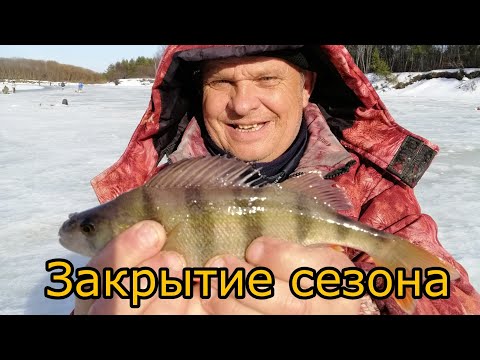 Видео: Удачное закрытие зимнего сезона /Крупные окуни порадовали/ Ставим Комбайны