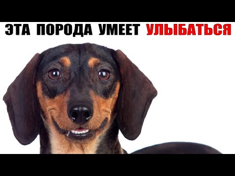 Видео: Такса – Забавная Собака с Отважным Сердцем!