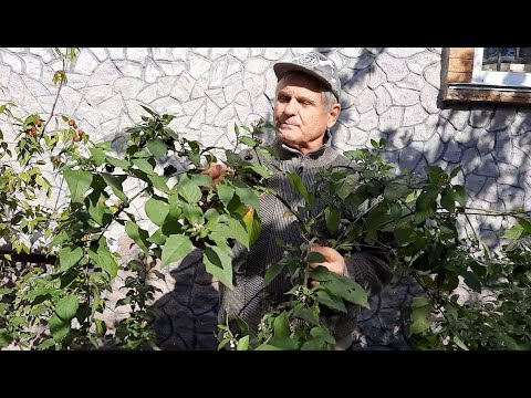 Видео: Паслен черный - не сорняк, а лекарство