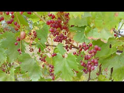 Видео: Зреет красный виноград