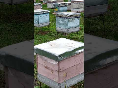 Видео: Якісна бджоломатка та нестача білкового корму є причиною слабких родин в посушливий період.