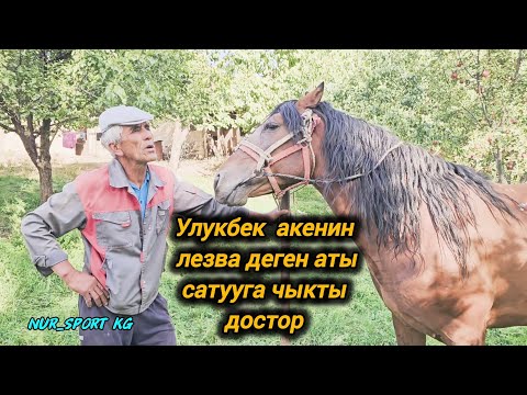 Видео: Чаткал району Шекафтар шаарчасы Улукбек акенин Лезва деген аты сатууга чыкты достор. 