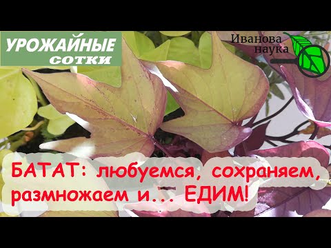 Видео: ТРОЙНАЯ выгода: и красивый, и вкусный, и полезный БАТАТ!