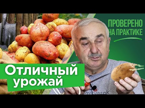 Видео: 1 НАДРЕЗ И КУЧА РОСТКОВ! Использую старинный китайский прием при подготовке картофеля к проращиванию