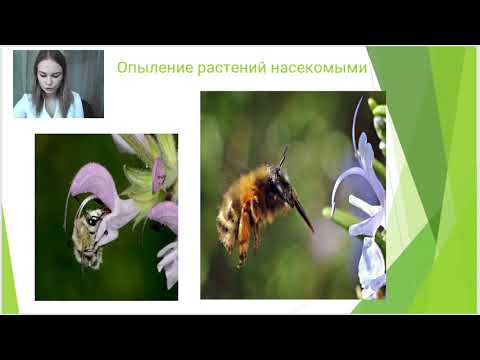 Видео: Лекция_Семейство Яснотковые Lamiaceae