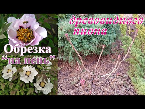 Видео: Опыт обрезки древовидного пиона "на пень".