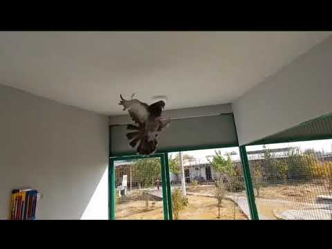 Видео: ТУРЕЦКАЯ ТАКЛА. НЕ БОЛЬШОЕ ОБЗОР. 🇺🇿🇺🇿🇺🇿🇺🇿🇺🇿🇺🇿🇺🇿🇺🇿🇺🇿🇺🇿🇺🇿🇺🇿🇺🇿🇺🇿🇺🇿🇺🇿🇺🇿🇺🇿🇺🇿🇺🇿