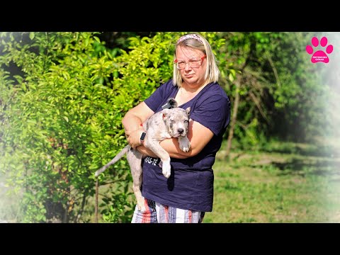 Видео: Щенки за 500 тыс.руб! Родился сын Кинга - точная его копия! Щенки Американский Булли от папы XXL!