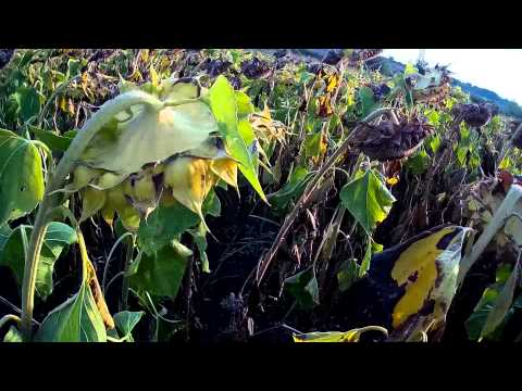 Видео: ЛОВ НА ГРИВЯК 8