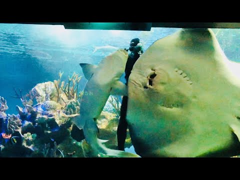 Видео: Кормление акул и ската. Океанариум Санкт-Петербург. Shark feeding