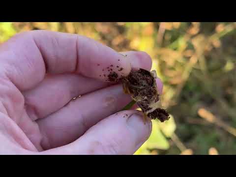 Видео: Табак после заморозка