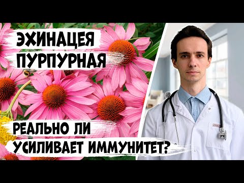 Видео: Эхинацея пурпурная. Укрепляет иммунитет или пустышка? Научные факты