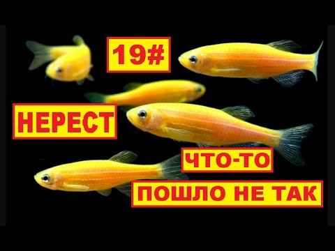 Видео: 19# НЕРЕСТ ДАНИО ЧТО-ТО ПОШЛО НЕ ТАК
