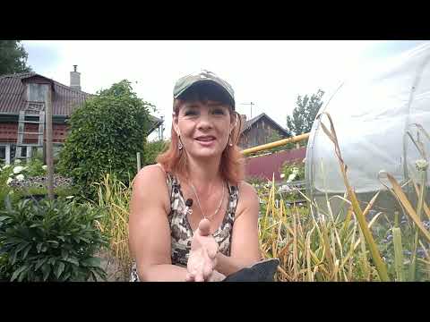 Видео: УБОРКА ЗИМНЕГО ЧЕСНОКА В Сибири