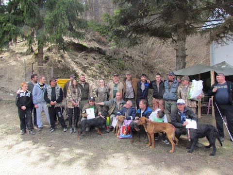 Видео: Състезание за ловни кучета за работа по дива свиня в гатера на ЛД Доспей 2015