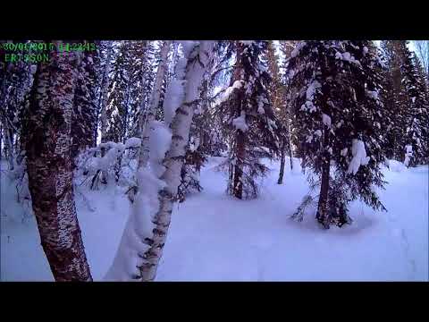 Видео: Тропление беляка в тайге