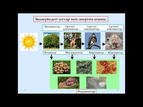 Видео: Экологиялық пирамидадағы энергия мен заттардың алмасуы, жаратылыстану 6 сынып
