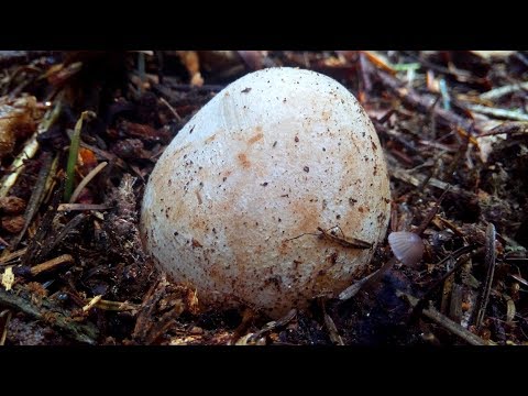 Видео: Гриб Веселка