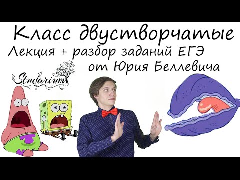 Видео: Класс Двустворчатые. Беззубка. Лекция и разбор заданий от Юрия Беллевича