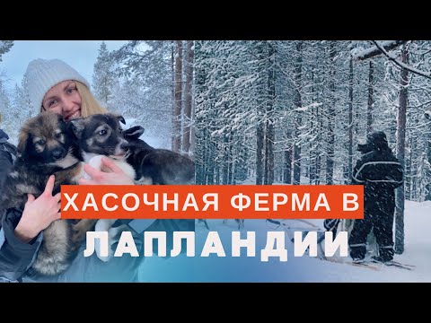 Видео: Как живут хаски на ферме в Лапландии / щенки хасок
