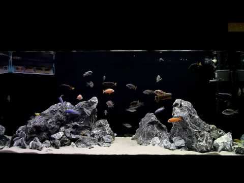 Видео: Интерактивный аквариумный туризм Сезон 3 Выпуск 22(Почти идеальный малавийник)