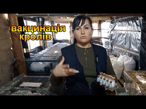 Видео: Вакцинація кролів. Як та чим вакцинувати кролів. Розведення кроликів