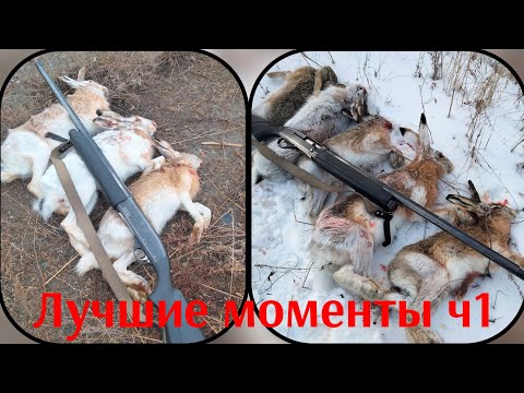 Видео: Охота на зайца 24-25г. Только выстрелы ч1.