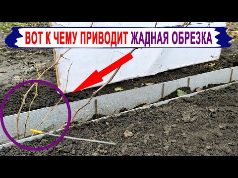 Видео: 🍇 ЖАДНАЯ / МЕРКАНТИЛЬНАЯ / ОБРЕЗКА ВИНОГРАДА. И что из ЭТОГО получилось. Распространенная ОШИБКА.