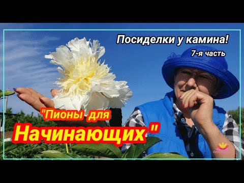 Видео: Посиделки у камина. Часть 7. Пионы для начинающих / Сад Ворошиловой