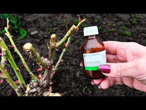 Видео: Розы больше не будут болеть, вносим только 1 раз под куст в МАЕ, больше не потребуется. Розы оживут
