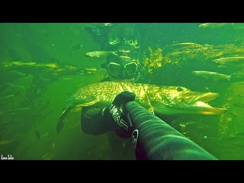 Видео: Подводная охота " САМАЯ ЧИСТАЯ ПОЛНАЯ РЫБЫ РЕКА ". Добыли трофей🐟 Щука, Линь, Жерех, Лещ, Голавль.