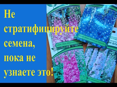 Видео: Стратификация семян - как делать правильно