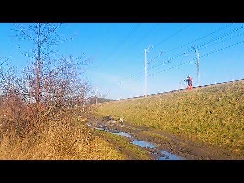 Видео: Охота на кабана - вот как бывает