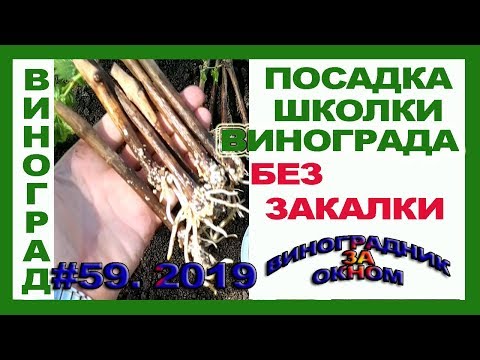 Видео: 🍇 Посадка саженцев винограда без закалки в школку.  Черенки без основной почки. Летний холмик.