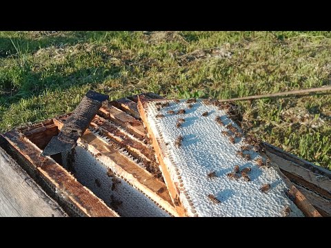 Видео: Вести с таёжной пасеки,май 2025.