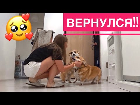 Видео: ТАФФИ ВЕРНУЛСЯ! Воссоединение с собаками❤️️ Экспериментирую на кухне😁