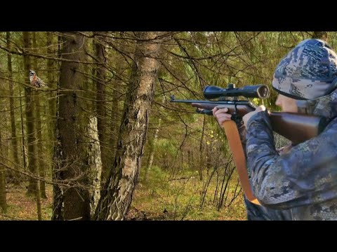 Видео: ОХОТА ОСЕНЬЮ НА РЯБЧИКА С МЕЛКАШКОЙ ТОЗ-78.